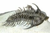 Spiny Comura Trilobite - Ofaten, Morocco #363018-3